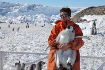 Emperor Penguins at Risk of Devastating Declines